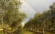 Adina Vineyard - thumb 19