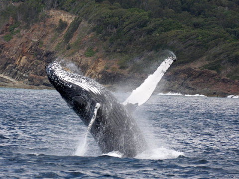 Braemar 9 - Hotel QLD 8