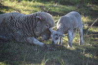 Book Boyland Accommodation Vacations Hotel QLD Hotel QLD