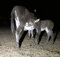 Donkey Tales Farm Cottages - Hotel QLD