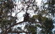 Escape To The Country - Enjoy The Firepit Or Explore Magical Bunya Mountains - thumb 0