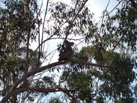 Book Haden Accommodation Vacations Hotel QLD Hotel QLD