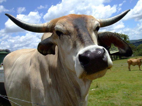 Escape To The Country - Enjoy The Firepit Or Explore Magical Bunya Mountains - Hotel QLD 2