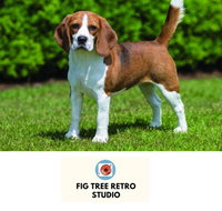 Fig Tree Retro Studio - Hotel QLD