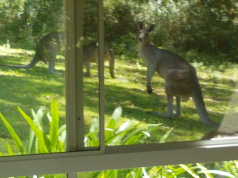 Forest View Bungalow - Hotel QLD 2