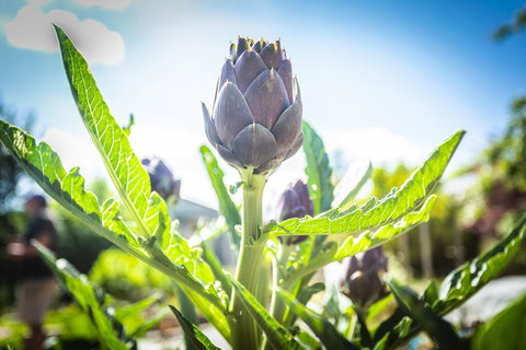 Gracefield Estate - Hotel QLD 1