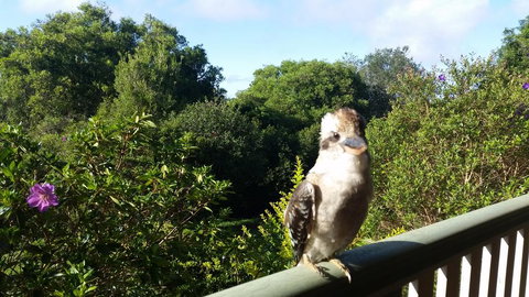 Gumtree House Montville - Hotel QLD 3