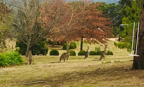 Highfield Cottage - Hotel QLD 2