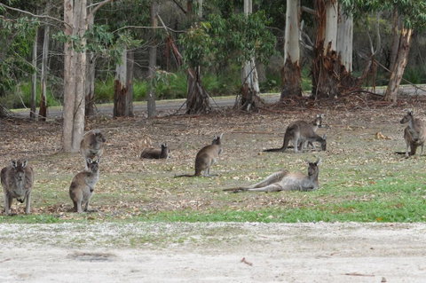 Karri Valley Chalets - Hotel QLD 1