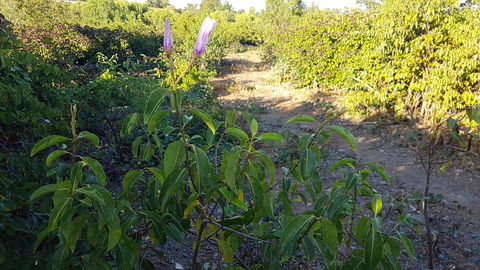 Kernow - Hotel QLD 1