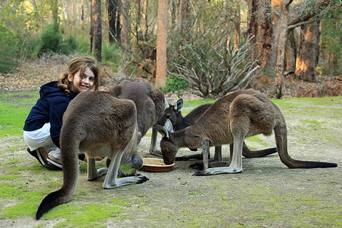 Yelverton Brook Conservation Sanctuary - Hotel QLD 5