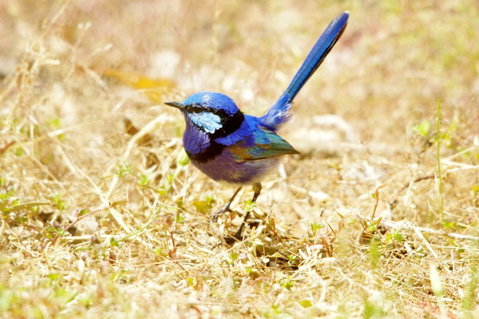 Yelverton Brook Conservation Sanctuary - Hotel QLD 23