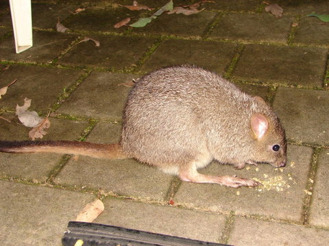 Yelverton Brook Conservation Sanctuary - Hotel QLD 37