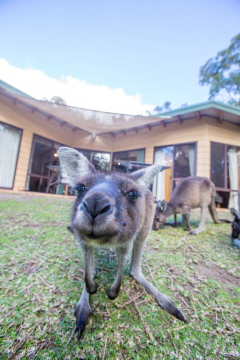 Yelverton Brook Conservation Sanctuary - Hotel QLD 17