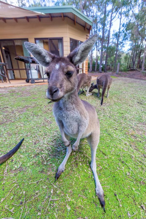 Yelverton Brook Conservation Sanctuary - Hotel QLD 0