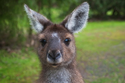Yelverton Brook Conservation Sanctuary - Hotel QLD 25