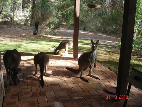 Yelverton Brook Conservation Sanctuary - Hotel QLD 22