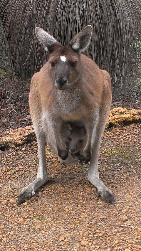 Yelverton Brook Conservation Sanctuary - Hotel QLD 27