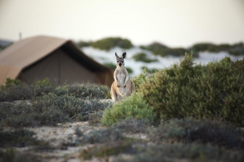 Sal Salis Ningaloo Reef - Hotel QLD 32