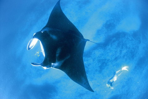 Sal Salis Ningaloo Reef - Hotel QLD 28