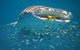 Sal Salis Ningaloo Reef - thumb 20