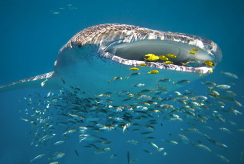 Sal Salis Ningaloo Reef - Hotel QLD 20