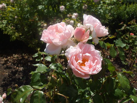 The WeareHouse In Deloraine - Hotel QLD 39