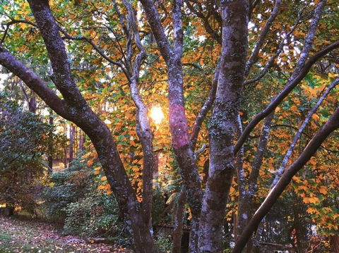 Rendezvous Nexus - Hotel QLD 3