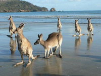 Book Seaforth Accommodation Vacations Hotel QLD Hotel QLD