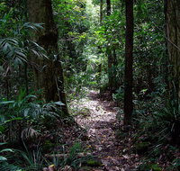 Springbrook Lyrebird Retreat - Hotel QLD