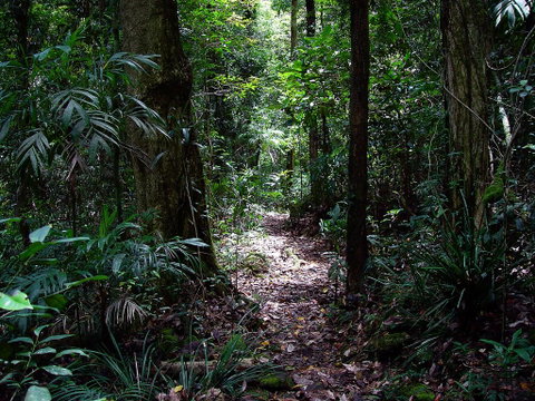 Springbrook Lyrebird Retreat - Hotel QLD 0