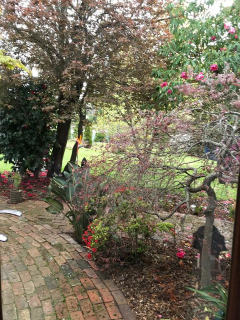 Stony Rise Cottage B&B - Hotel QLD 1