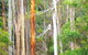 Quamby Pines Chalet - thumb 11