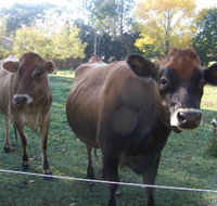 Drumreagh Bed  Breakfast Cabins - Hotel QLD