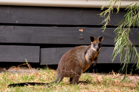 BIG4 Ingenia Holidays Phillip Island - Hotel QLD 13
