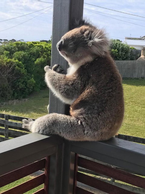 Sunsets On Martyrs Luxury Coastal Beach House Peterborough - Hotel QLD 28