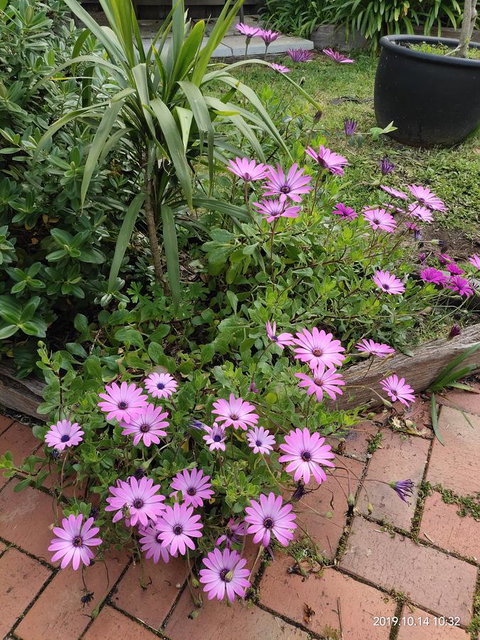 Coachman Motel And Holiday Units - Hotel QLD 15