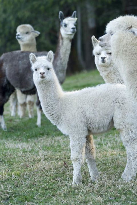 The Heavens Mountain Escape - Hotel QLD 3