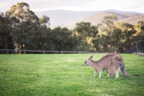 Kangaroo Manor - Hotel QLD 29