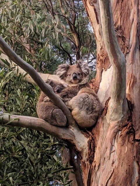 Kangaroo Manor - Hotel QLD 9