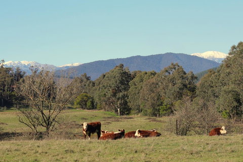 3 Bells Alpine Cottage - Hotel QLD 21