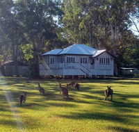 Lake Weyba Noosa Lodge  Kangaroos - Hotel QLD