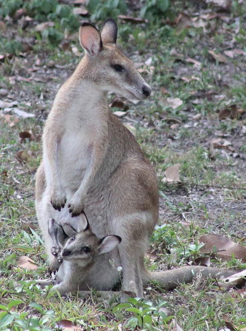 Airlie Beach Eco Cabins - Adults Only - Hotel QLD 40