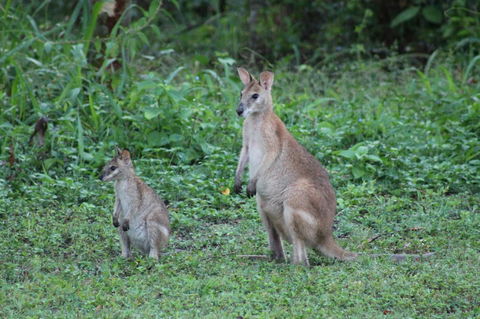 Airlie Beach Eco Cabins - Adults Only - Hotel QLD 16