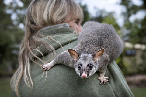 Airlie Beach Eco Cabins - Adults Only - Hotel QLD 3