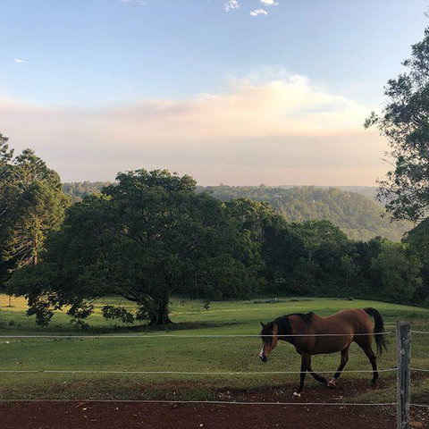 Montville Holiday Apartments - Hotel QLD 3