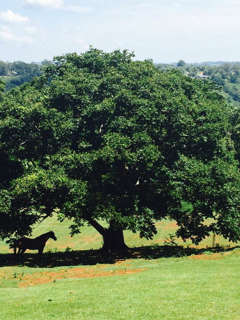 Montville Holiday Apartments - Hotel QLD 20