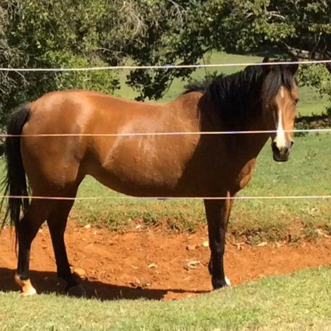 Montville Holiday Apartments - Hotel QLD 7