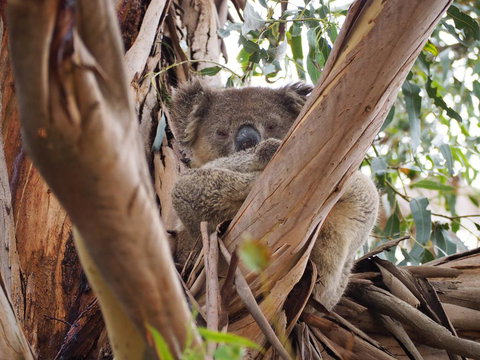 WHITE SHELLS HOLIDAY RENTAL - Hotel QLD 1