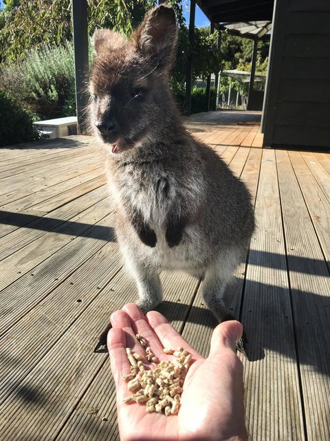 Parnella Adventure Bay, Bruny Island - Hotel QLD 17
